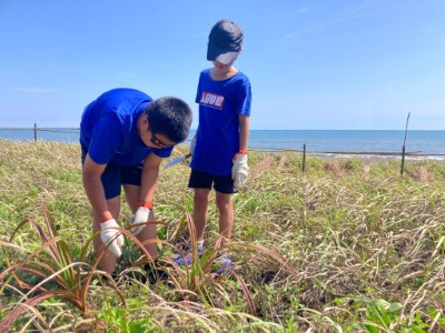 種下林投小苗守護海岸環境2