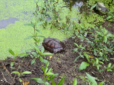 生態給付田區內的柴棺龜