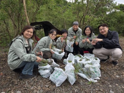 移除整地後冒出的銀合歡小苗成果
