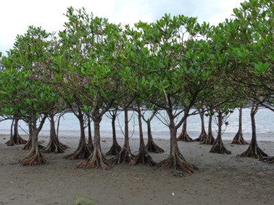 淡水紅樹林水筆仔1