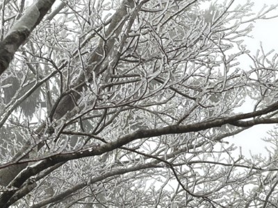 林木枝條可見霧淞景象