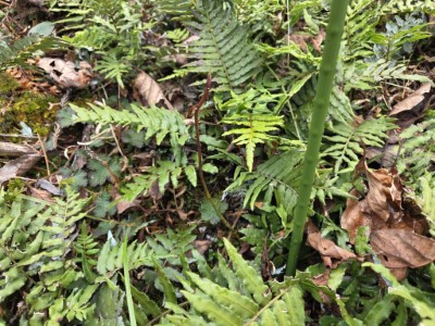 本日挖掘主角_臺灣檫樹小苗