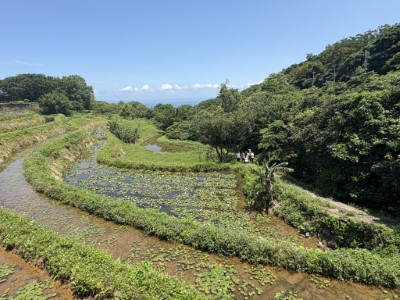 臺北赤蛙保育地景