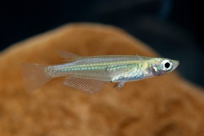 噶瑪蘭青鱂(雄魚)