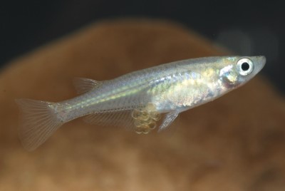 噶瑪蘭青鱂(雌魚)